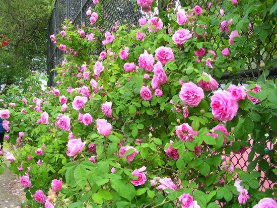Climbing-rose Girl – Công Chúa Hoa Tường Vi