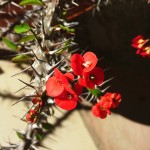 Sự Trả Thù Ngọt Ngào