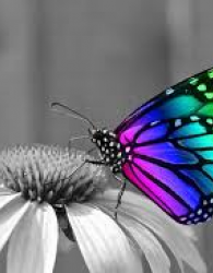 Butterfly Killer(Sát Thủ Bươm Bướm)🔑🔑